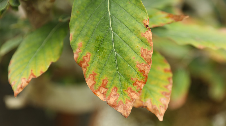 The browned edges of a leaf on a tree suffering from fertilizer burn