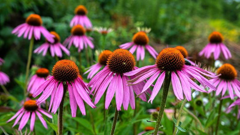 Close-up of blooming purple coneflowers (Echinacea) with vibrant orange centers in a garden