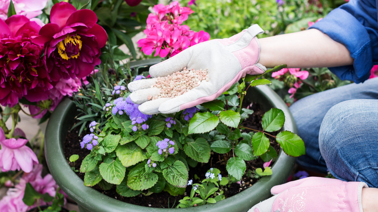 Woman wearing gardening gloves adding granular fertilizer to potted flowering plants, surrounded by vibrant pink, purple, and green foliage