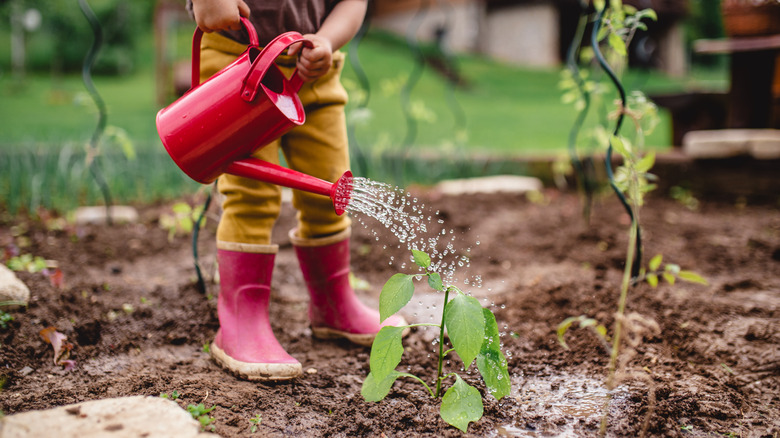 Gardener watering plants in a garden with a watering can.