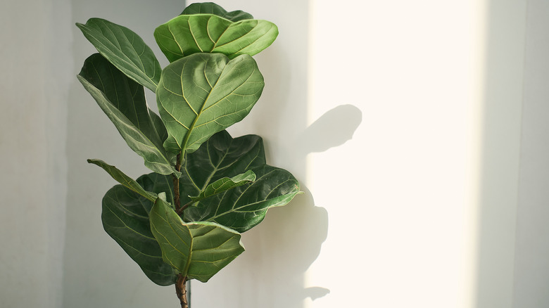 Fiddle Leaf Fig Tree's Benefits Explained (And Whether They're Worth ...