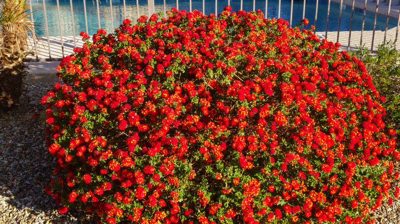 bright red lantana shrub in bloom