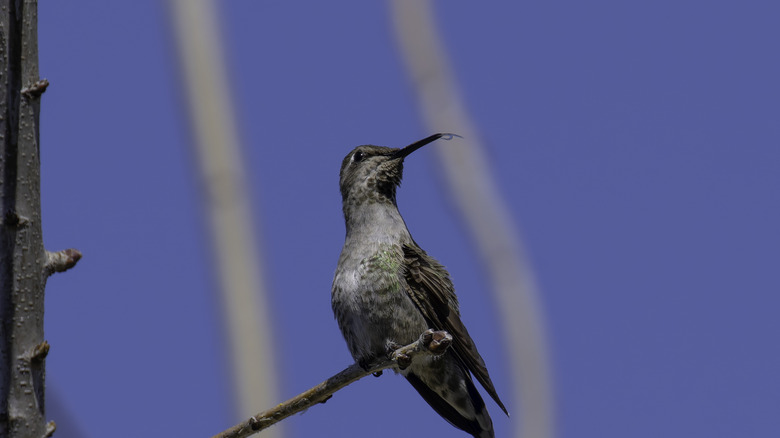 female hummingbird sitting on branch