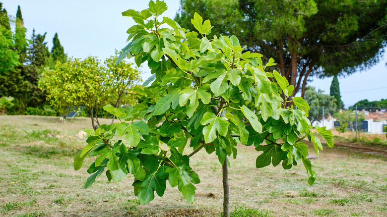 Growing Fruit Trees in Containers, Part 2 - Stark Bro's