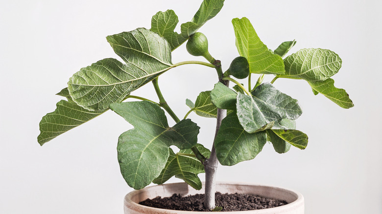 small fig tree in pot