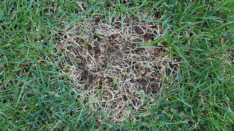 brown patch on lawn