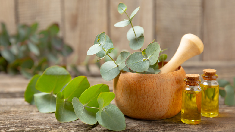 eucalyptus leaves, bottles of oil, and a mortar and pestle