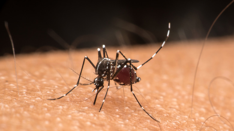 mosquito sucking arm