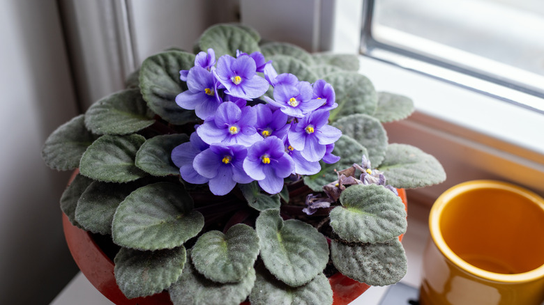 A potted African violet sitting on a window sill.