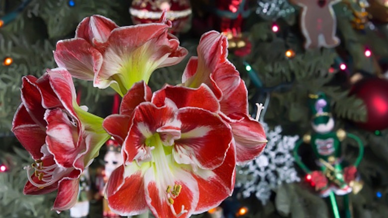 Amaryllis with a Christmas with a pine tree and ornaments backdrop behind it.