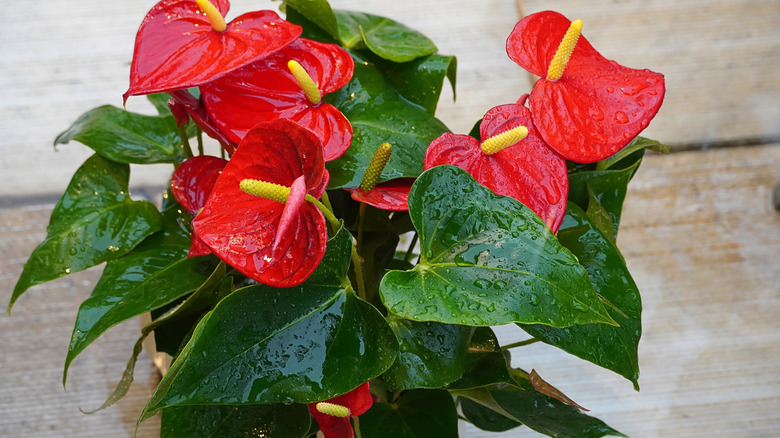 An anthurium plant sitting on the floored, misted.