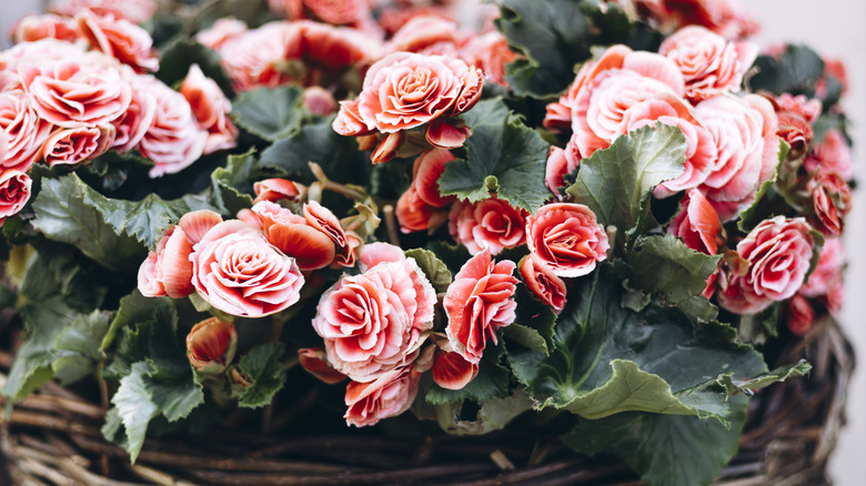 Potted pink begonias in bloom