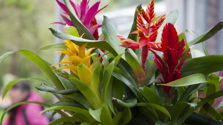 Bromeliads growing in a sunny spot indoors next to windows.