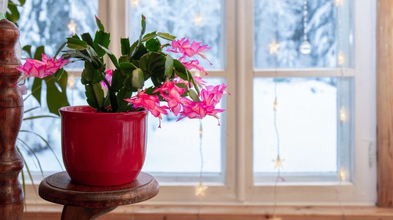 A pink Christmas cactus in a pot in front of a wintertime window.