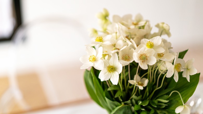 A Christmas rose plant in bloom