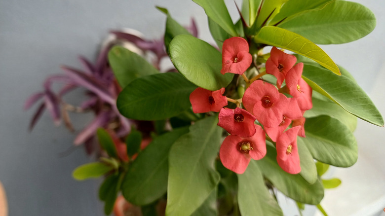 A close up of a potted crown of thorns plant sitting indoors.