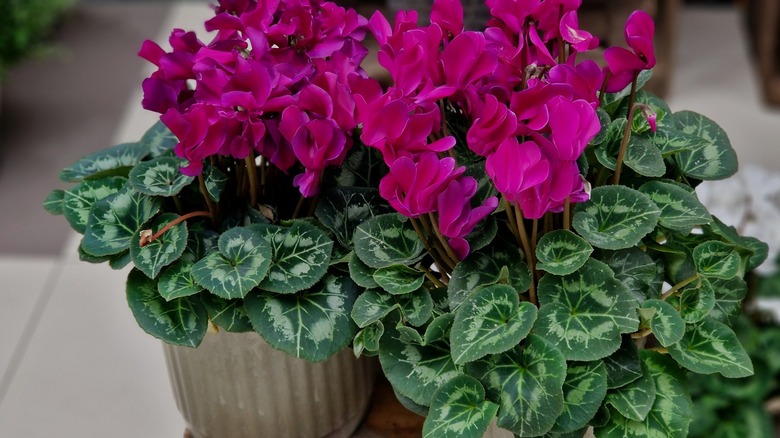 A close up of a purple cyclamen sitting on risers.