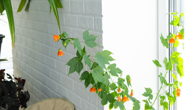 A climbing vine of flowering maple on a windowsill inside.