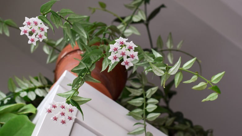 A hoya houseplant in bloom