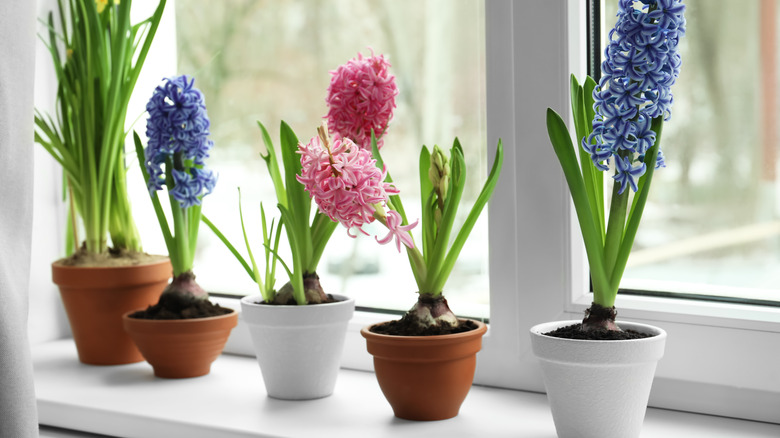Blue and red hyacinth plants growing a windowsill with a winter yard outside.