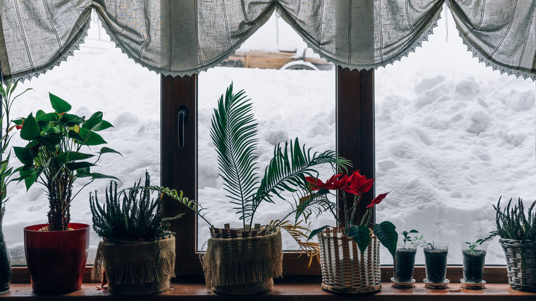Potted plants on a snowy window sill.