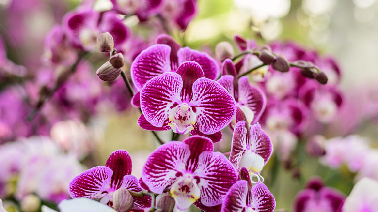 A close up of moth orchids on display in the sunlight.