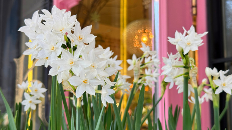 Paperwhite blossoms in a planter in front of a pink framed window.