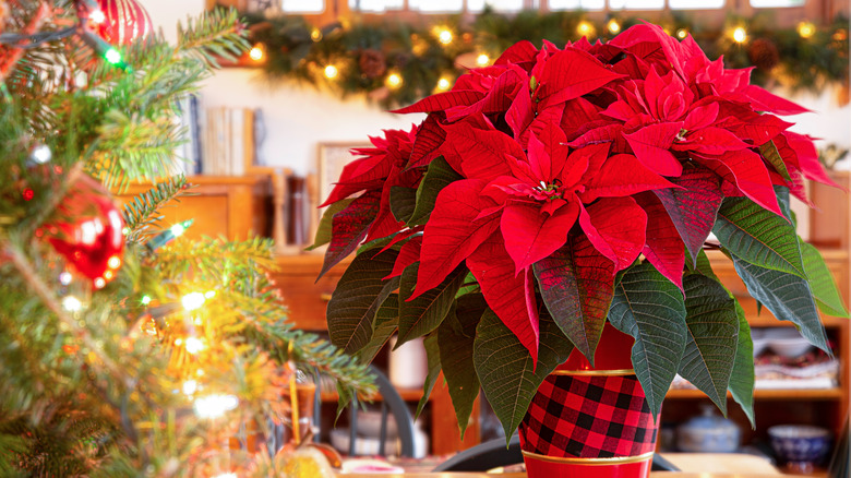A poinsettia plant sitting next to a decorated Christmas tree.
