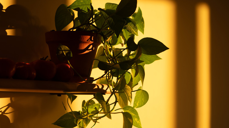 A pothos in a pot sitting on a shelf during dusk.