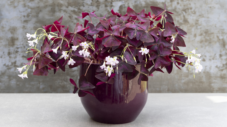 A purple, curling shamrock plant sitting int a pot on a table.