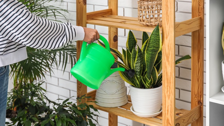 A person watering a snake plant sitting on wooden shelves.