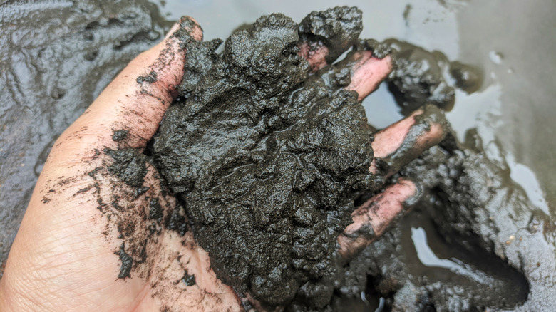 A gardener holds a handful of wet soil.