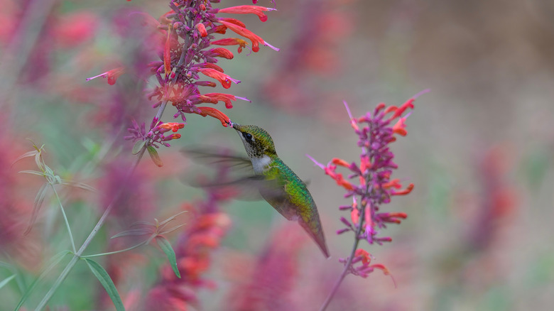 A hummingbird feeds from an Agastache flower