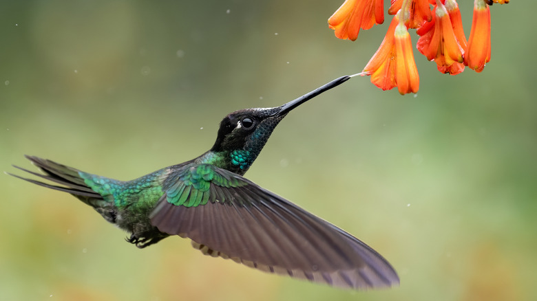 A hummingbird sips nectar from a flower mid-flight