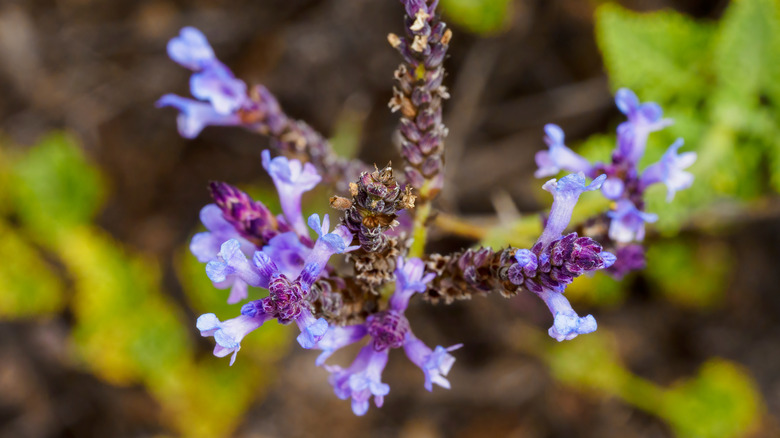 close-up photograph of blue bell emu bush with blue and purple flowers
