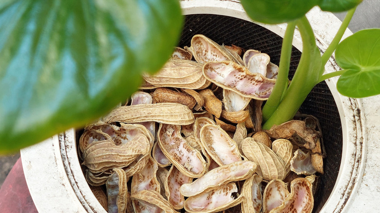 Peanut shells in a plant pot with rich green plants growing out of them