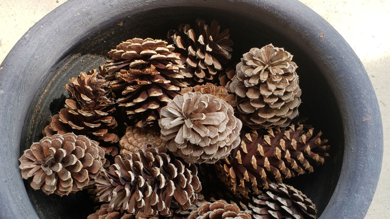 A pot filled with pinecones