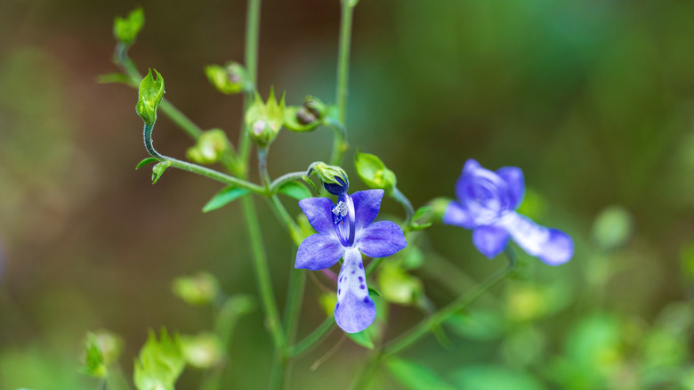 Trichostema dichotomum flowers in bloom