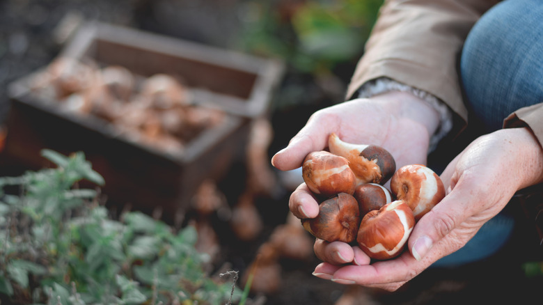 Two hands cupping several bulbs while outside in a garden