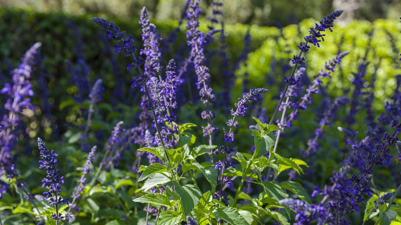 compact indigo sage flowers in full bloom growing in garden