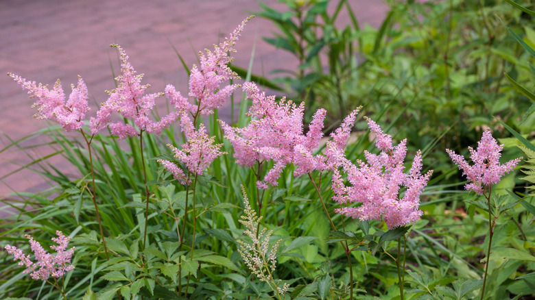 Lavender plumes of flowers growing next to a sidewalk.