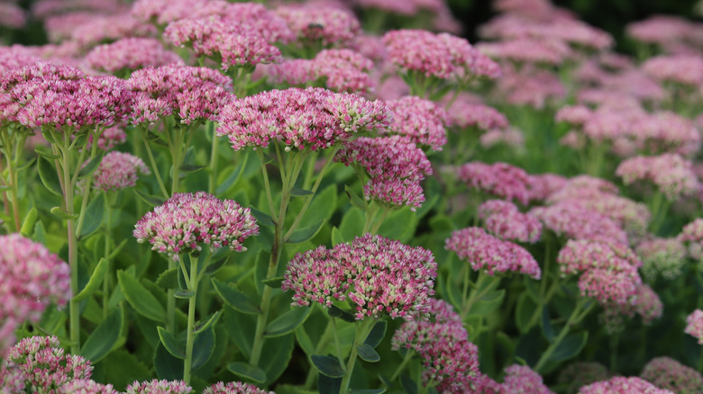 Blooming pink sedum flowers