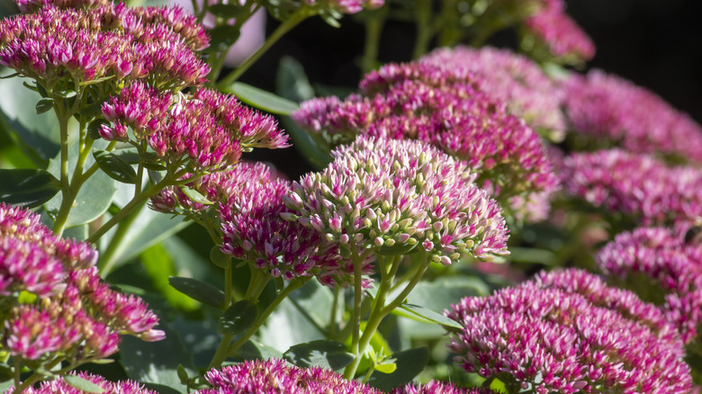 A close up of sedum Hylotelephium flowers in bloom
