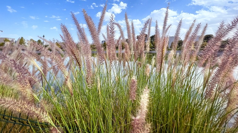 Clumps of green grasses with maroon plumes line the edges of a stone pathway.