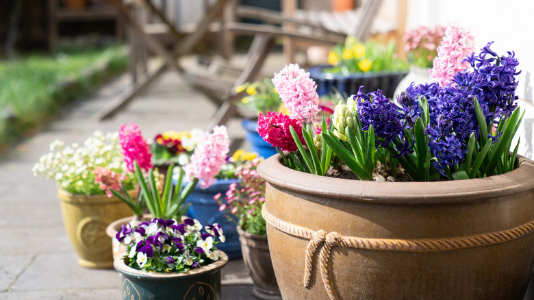 Colorful flowering hyacinths growing in outdoor patio planters of various sizes.