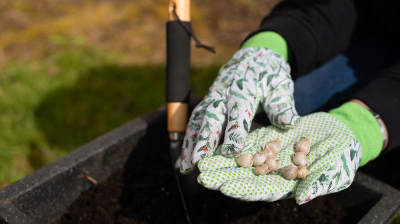 Gardener wearing gloves holds small bulbs above a large plastic planter full of potting mix.