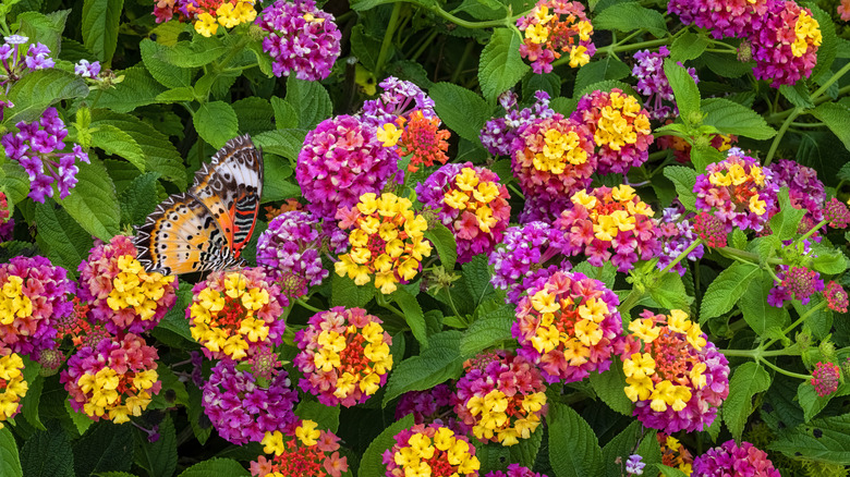 pink and yellow lantana camera flowers with a butterfly