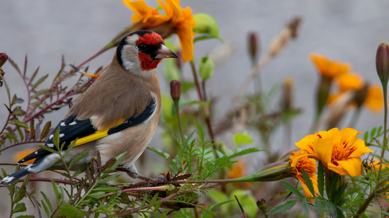 Goldfinch with orange marigold flowers