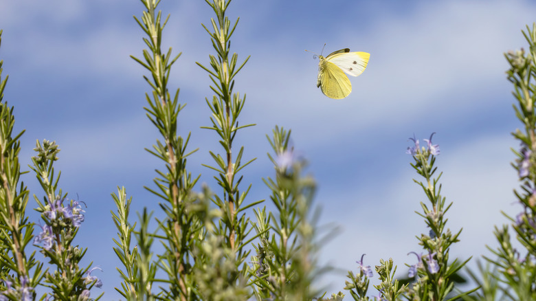 Hand picking rosemary from garden