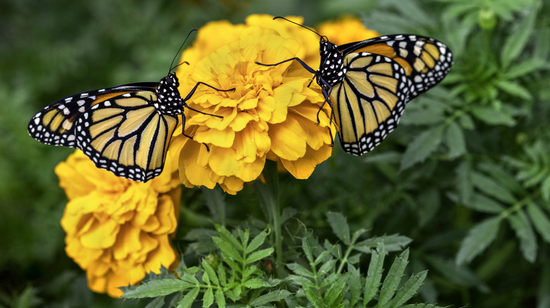 Two monarch butterflies on yellow marigold flowers